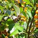 Duranta erecta Likasa