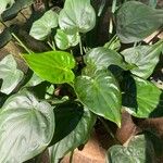 Alocasia cucullata পাতা