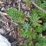 Petrosedum sediforme Liść