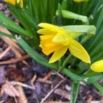 Narcissus minor Flower