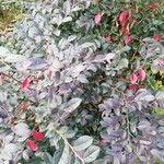 Loropetalum chinense برگ