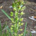 Lepidium ruderale Fuelha