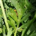 Ranunculus sardous Leaf