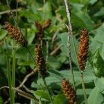 Carex tomentosa Övriga