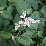 Persicaria campanulata Flower