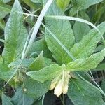 Symphytum tuberosum Fleur