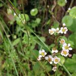 Micranthes californica Hábito