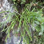 Asplenium septentrionale പുറംതൊലി