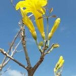 Handroanthus albus Flower