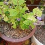 Ageratum houstonianumFeuille