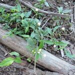 Alternanthera philoxeroides Flower