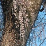 Dendrobium aphyllum ᱵᱟᱦᱟ
