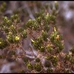 Peucephyllum schottii Fleur