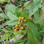 Davilla rugosa Fruit