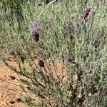 Lavandula pedunculata Flor