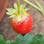 Fragaria × ananassa Fruit