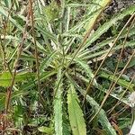 Carlina vulgaris 葉