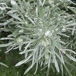 Artemisia schmidtiana Blad