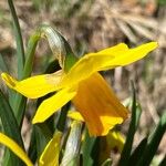 Narcissus minor Flor