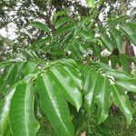 Zanthoxylum panamense Leaf