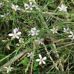 Petrorhagia saxifraga Flower