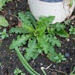 Sonchus asperLeaf