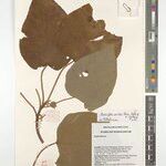 Radcliffea smithii Other