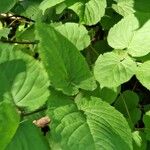 Aralia racemosa Leaf