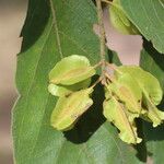 Combretum molle Fruit