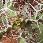 Euphorbia magnicapsula