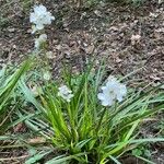 Libertia chilensis Habit