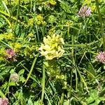 Pedicularis elongataFleur