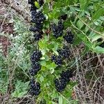 Coriaria ruscifolia Frutto