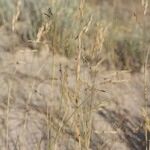 Festuca juncifolia Owoc