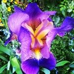 Iris germanica Kvet