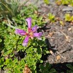 Penstemon davidsonii Blüte