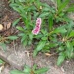 Polygonum cognatum Цветок