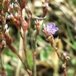 Limonium humile Flower