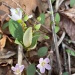 Claytonia caroliniana 花