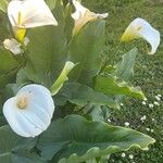 Zantedeschia aethiopica Blüte