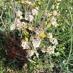 Viburnum tinus Kukka