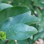 Cyrtomium macrophyllum Leaf
