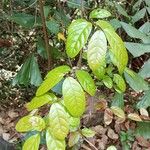 Combretum latifolium