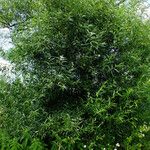 Salix lucida 整株植物