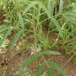 Tephrosia bracteolata Otro
