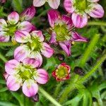 Saxifraga rosacea Blomst