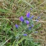 Echium sabulicolaFlor