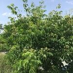 Tetradium daniellii Habitus