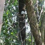 Ficus cyathistipula Rinde