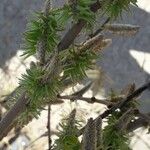 Salix cinerea പുഷ്പം
